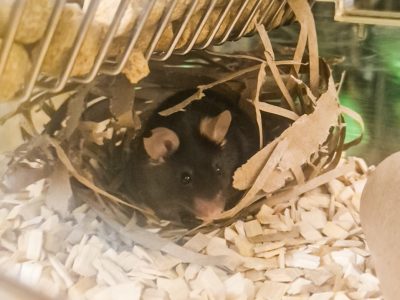 SheetNest - Nesting and Enrichment - 3000 sheets per pack