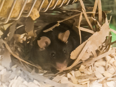 SheetNest - Nesting and Enrichment - 500 sheets per pack