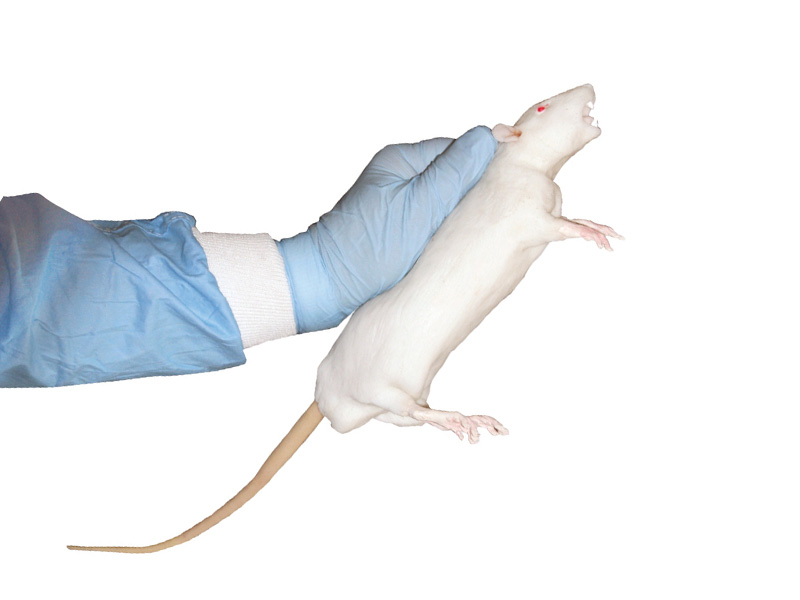 CurVet Rat Training Simulator