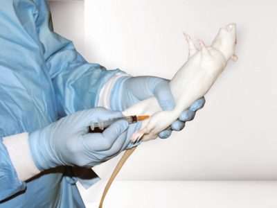 CurVet Rat Training Simulator