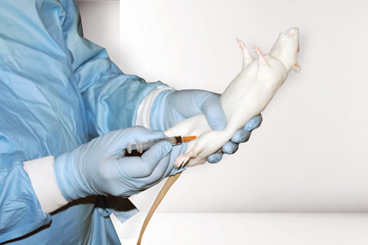 CurVet Rat Training Simulator