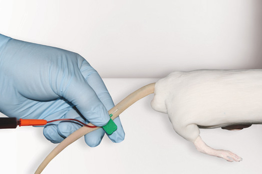 CurVet Rat Training Simulator