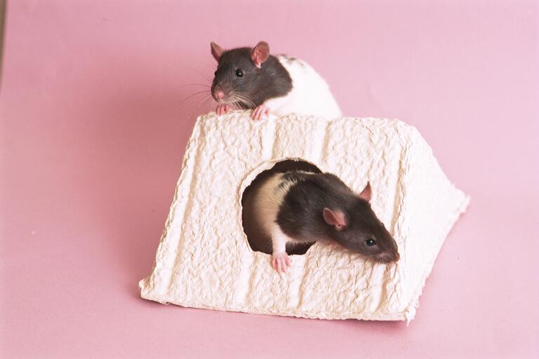 GLP Mouse House and GLP Mini Mouse House