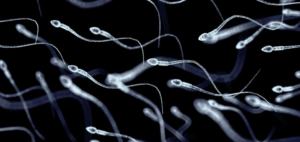 Sexual abstinence may hamper fertility in humans and animals